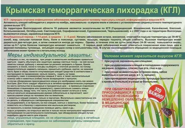 Крымская геморрагическая лихорадка Памятка